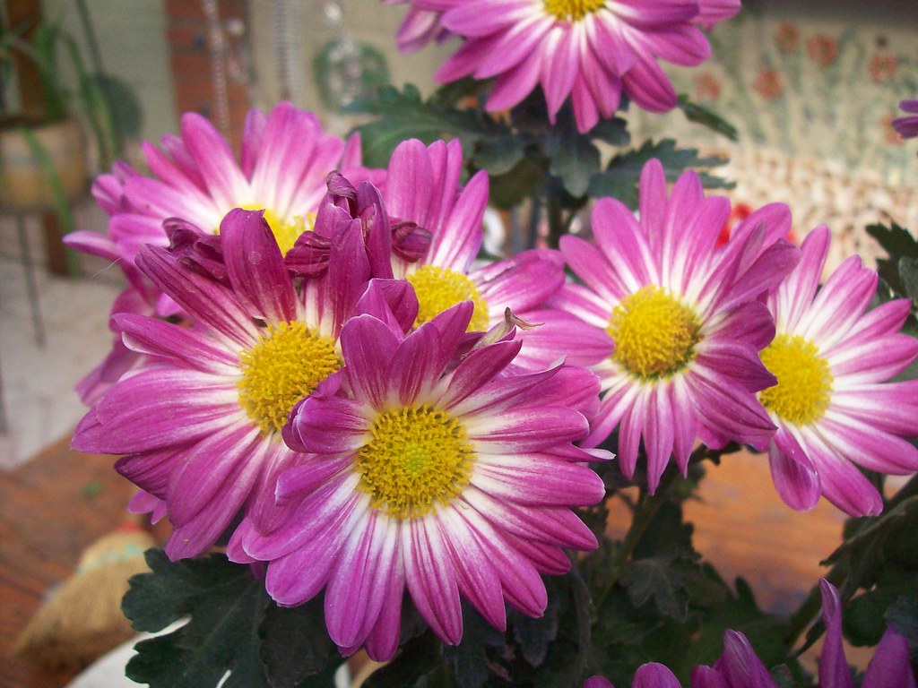 Flores de Crisantemos | patriciamura | Flickr