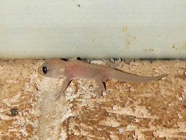 Gekkonidae>Hemidactylus frenatus Asian house gecko juvenile DSCF59831