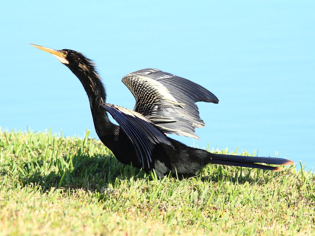 Anhinga 20120101 by Kenneth Cole Schneider