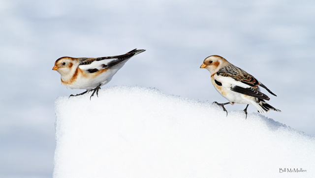 Two Snow Buntings
