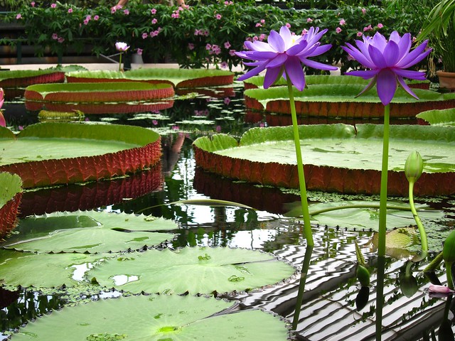 Kew Gardens Purple Water Lilies London England