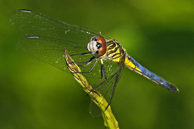 Blue Dasher Dragonfly, Fairchild Tropical Botanic Garden.