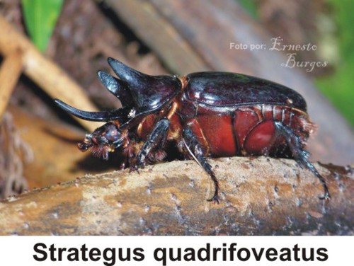 Strategus quadrifoveatus o escarabajo rinoceronte