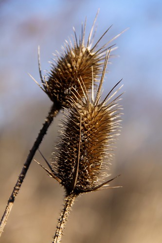 blue autumn winter plants nature landscape thistle seed seeds thorns spikes pods