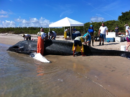 Humpback Whale Beached 1