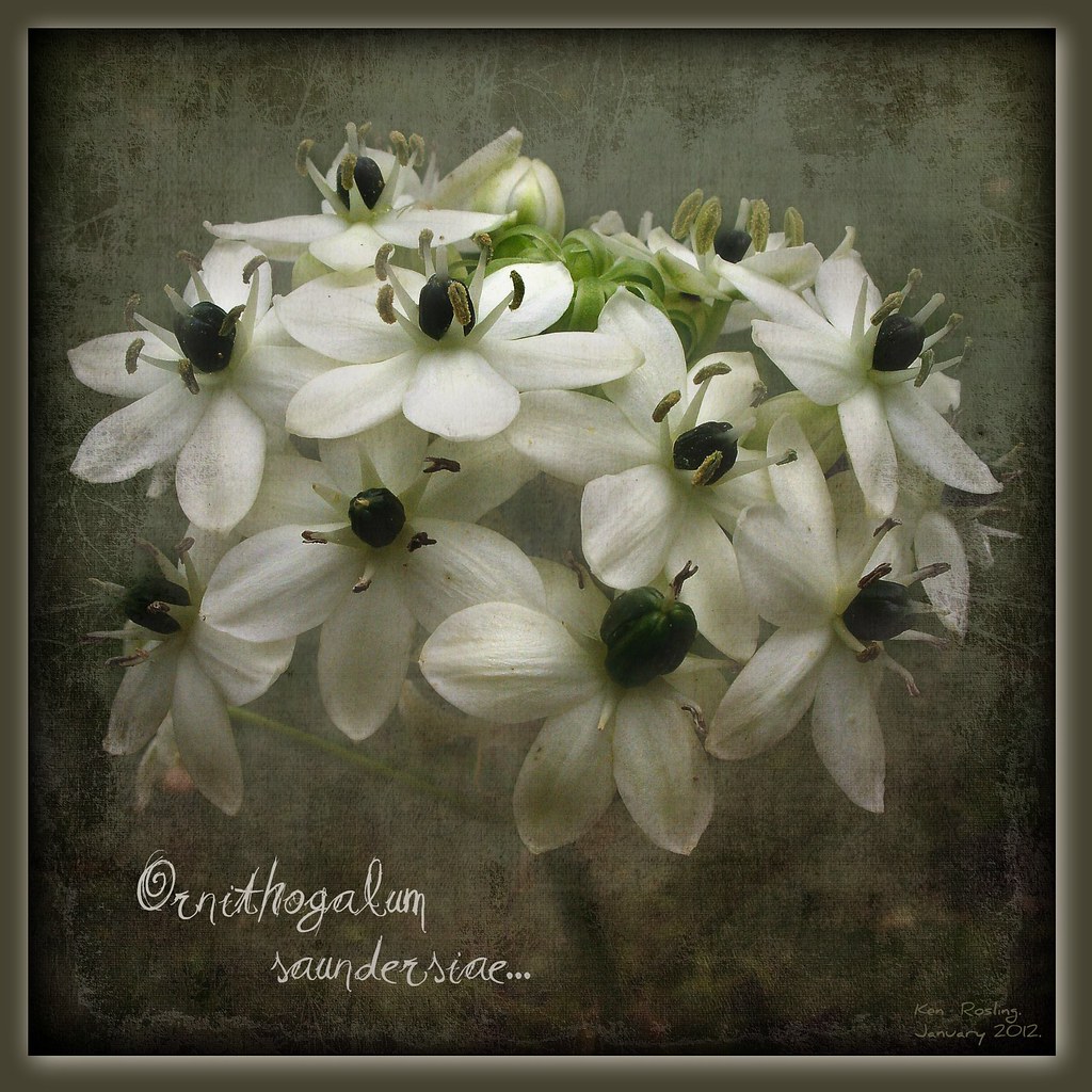 A Giant Chincherinchee... by KaySeeArr - now also on 'ipernity'.
