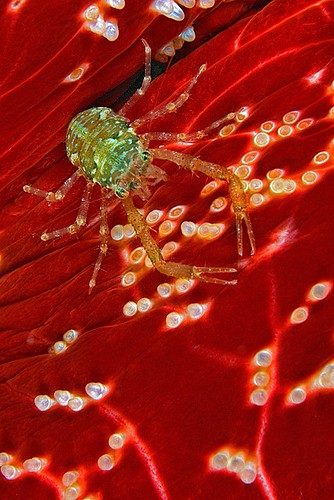 Malapascua