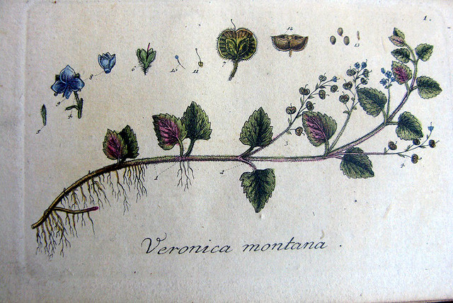 Taschenbuch von 1791 über deutsche Flora.