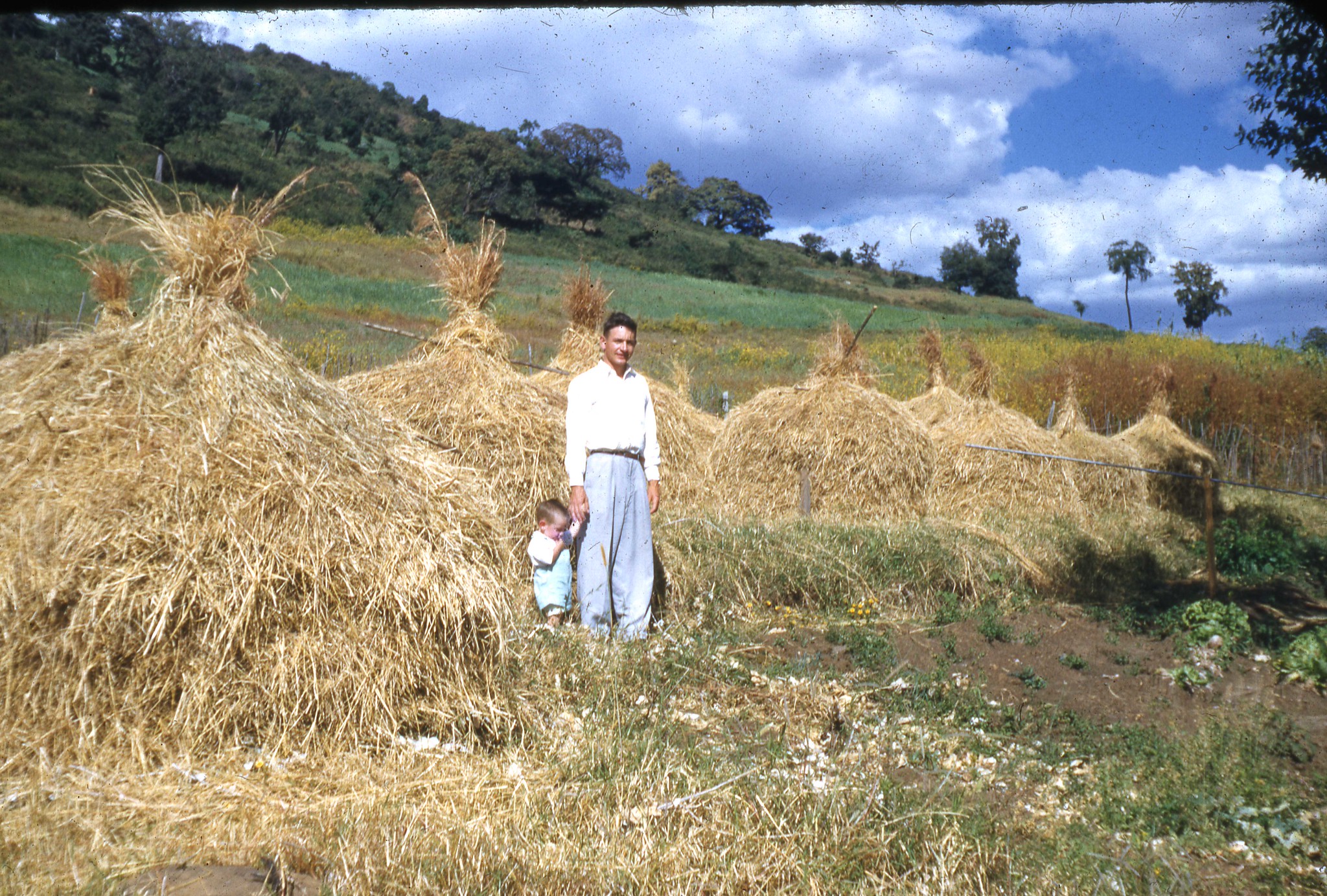Hege 070 -- 1952 John and Nathan, Haystacks to feed the mules at Bedeno.