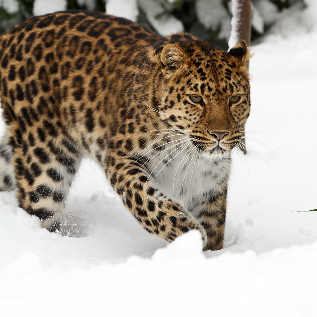 Amur Leopard in the Snow / Colchester Zoo