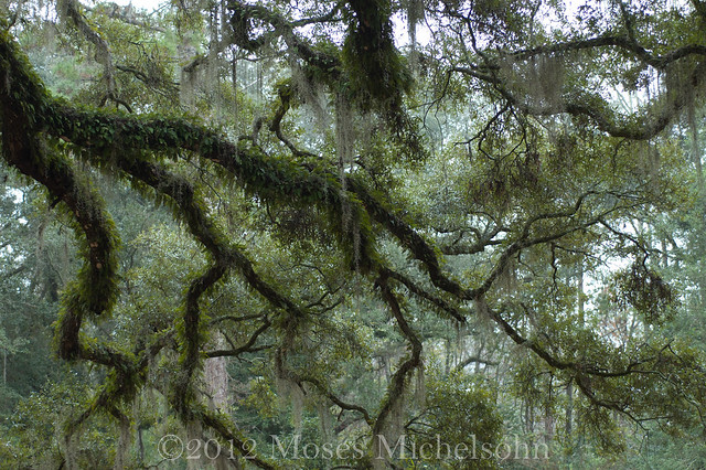 Quercus virginiana - Leon County, Florida, United States of America