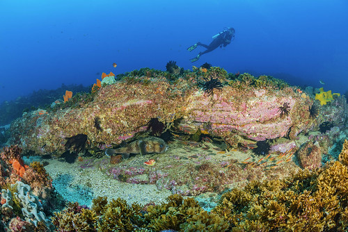 nature fun nationalpark underwater pacific australia scuba diving fisheye byronbay marinepark tauchen underwaterphotography julianrocks nikond800 aquaticahousing