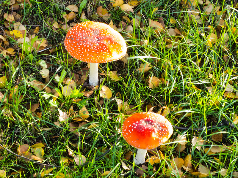 Fly agaric