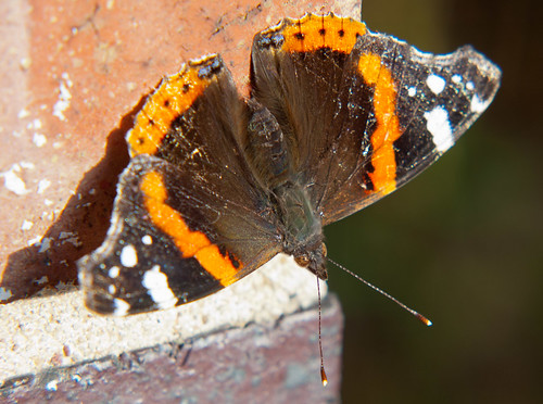 Red admiral butterfly on a brick wall