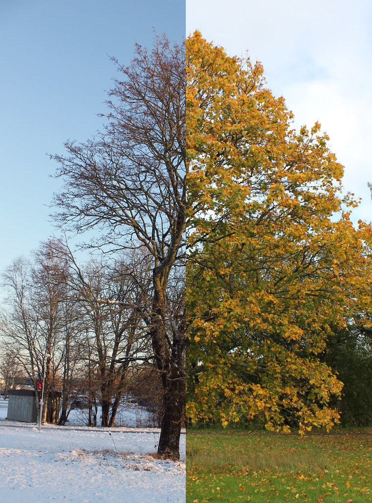 Winter Vs. Autumn, Just because I enjoy seeing the differen…