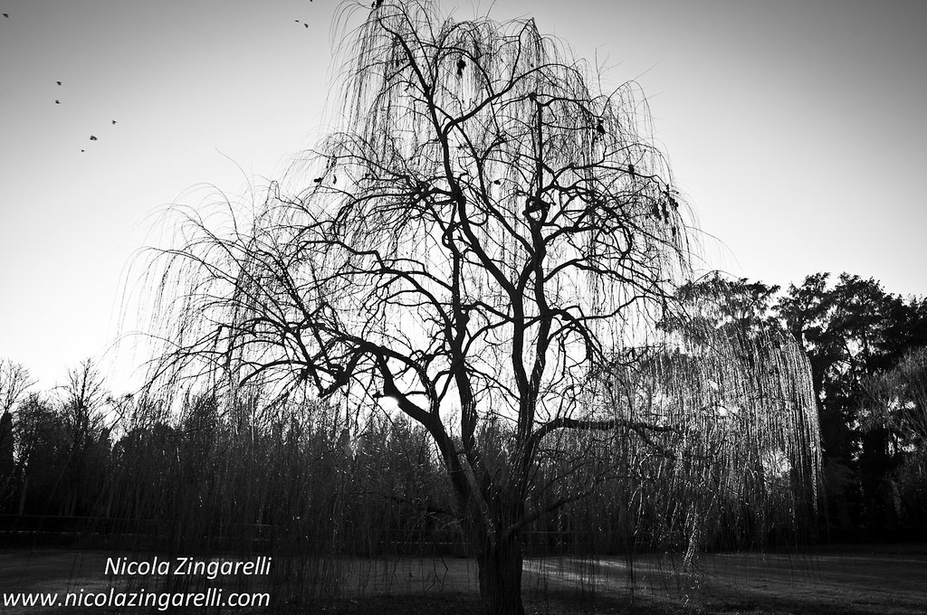 Aranjuez, jardines del príncipe. Tree in black and white
