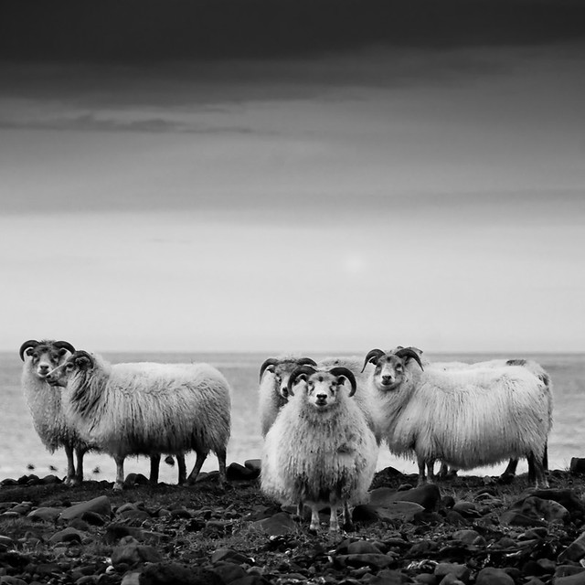 Gang of sheep