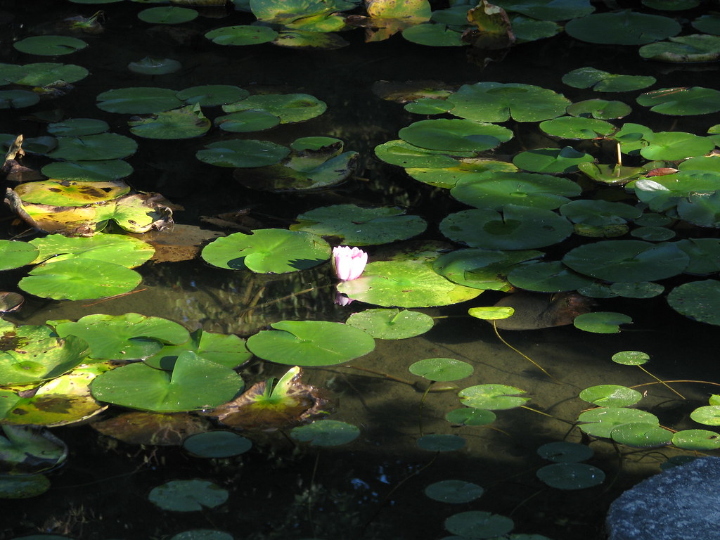 Kyoto 京都 Heian Jingu 平安神宮 Water Lily Flower スイレンの花 Flickr
