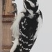 Flickr photo 'Picoides villosus (Hairy Woodpecker) - female' by: Arthur Chapman.