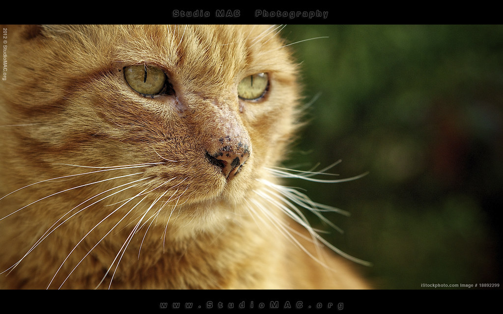 Orange Tabby Cat Profile 81021+ Nama Untuk Kucing Comel