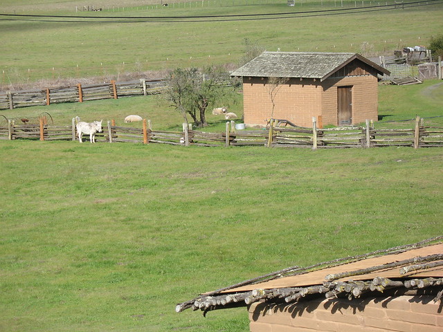 Sophie the Burro and Neighboring Sheep