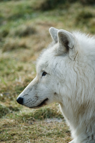 Artic Cub | by Nia Dyson