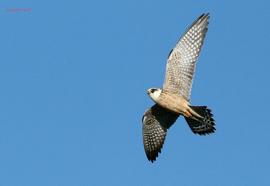 Falco of oz