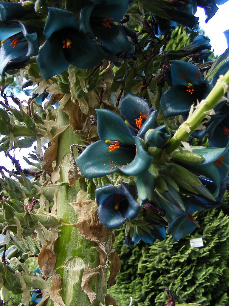 Flor de cera azul | Punkarlos | Flickr