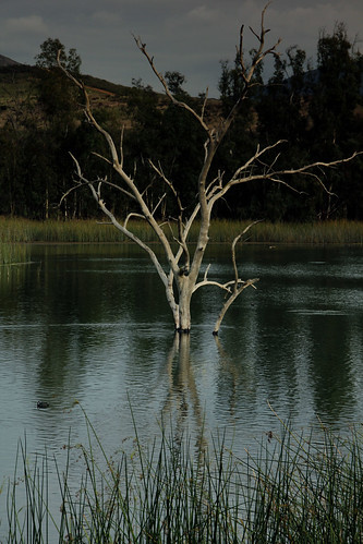 california lake tree bird water sandiego waterbird otay