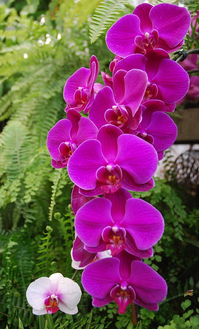Orchids at Sherman Library & Gardens