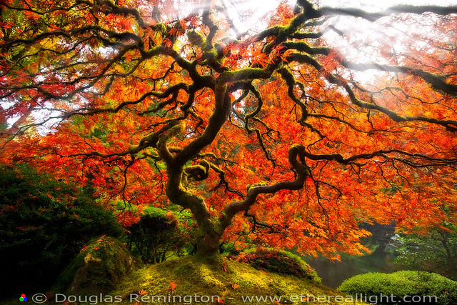 The Serpent Tree of life. Japanese maple 蛇の木 Portland Oregon. © Douglas Remington - Ethereal Light