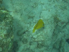 Yellow butterflyfish