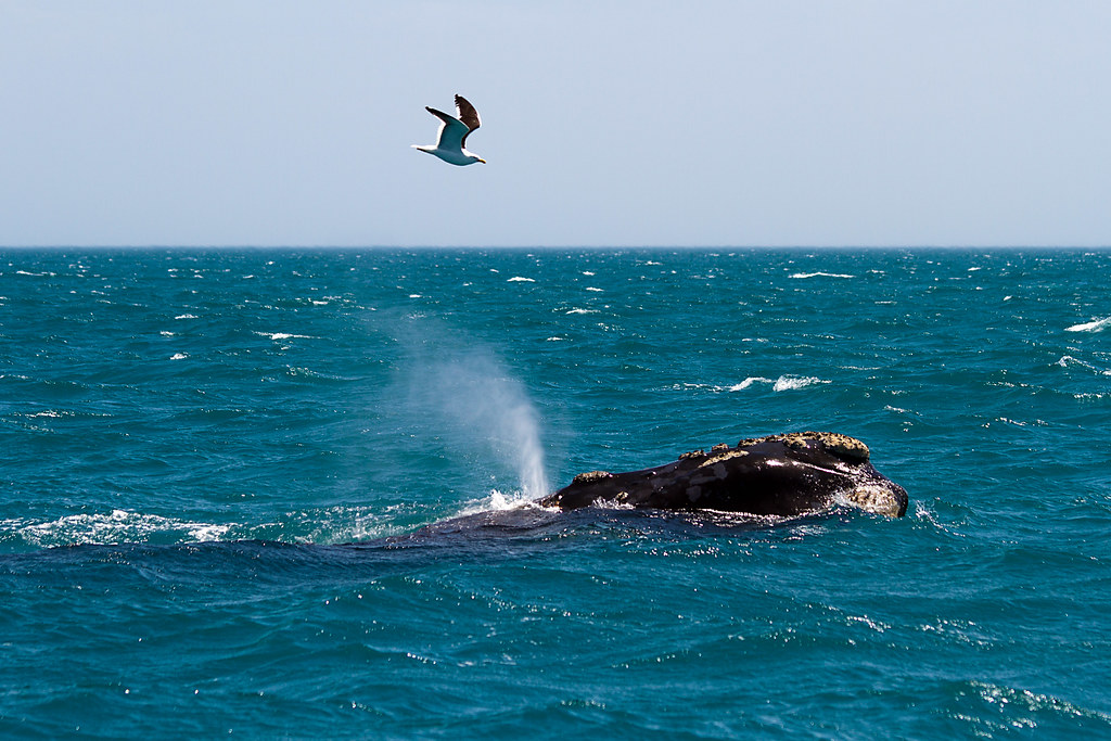 Киты водятся в море. Японский кит Eubalaena glacialis japonica. Южный кит. Южный гладкий кит. Киты под угрозой исчезновения.