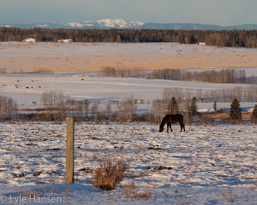 winter horse mountains field landscape alberta 2011