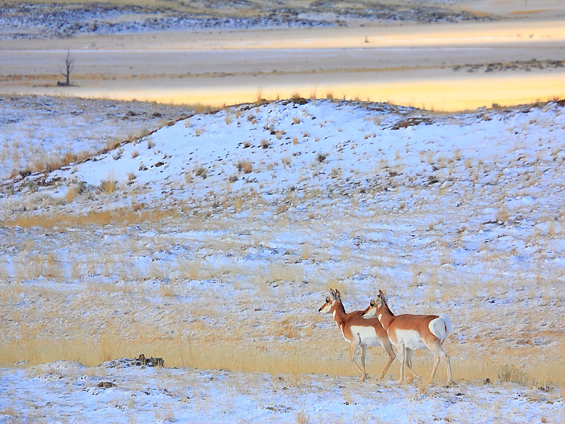 IMG_2112 Pronghorn, Gallatin National Forest