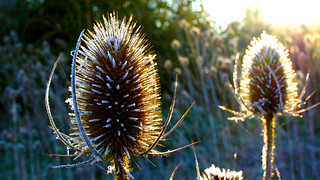 Frosted thistles