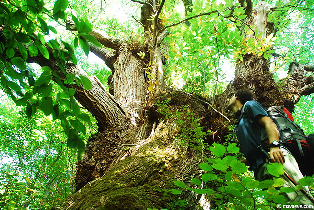 old chestnut tree in Belasitsa Nature Park