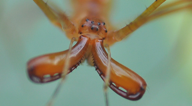 Long-jawed Spider Tetragnathidae Tetragnatha sp Darwin