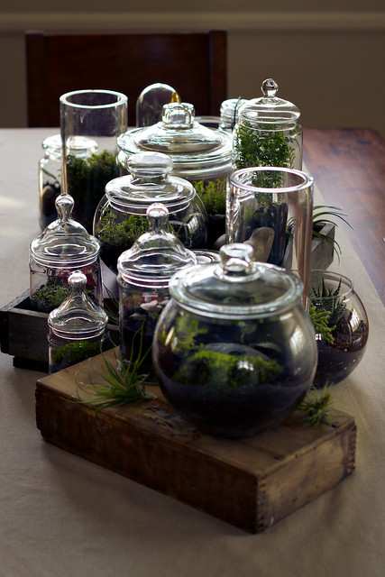 Down the line of Terrariums