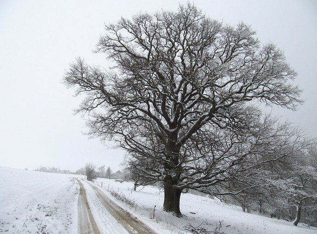 Naturdenkmal Stiel-Eiche / Quercus robur (Ortsrand Cospeda)