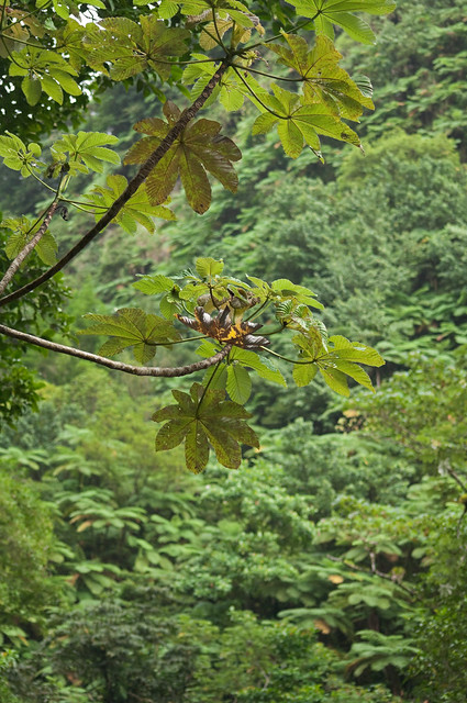 Cecropia tree at Trafalga Falls, Dominica.