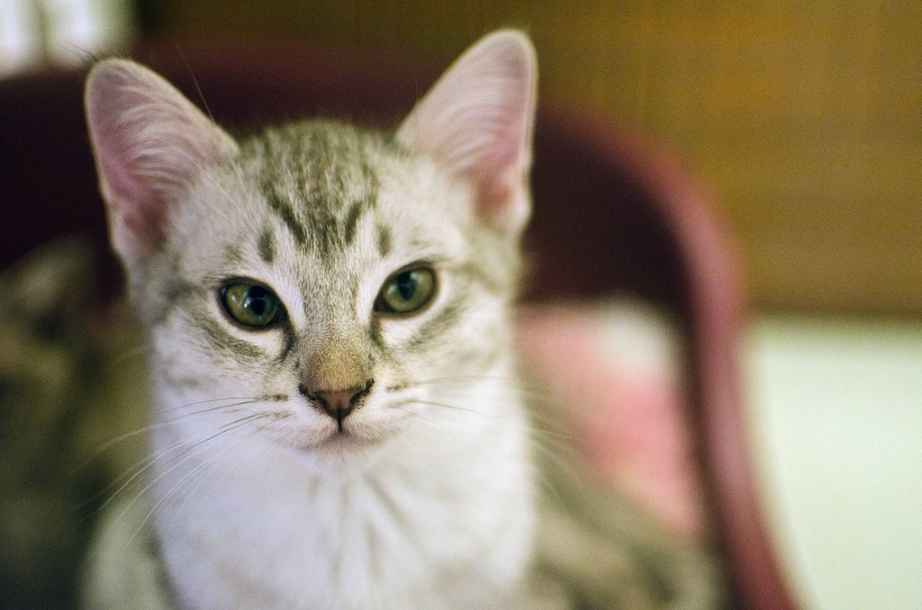 Kitten