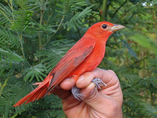 Foto 11 | by AVES DE COLOMBIA