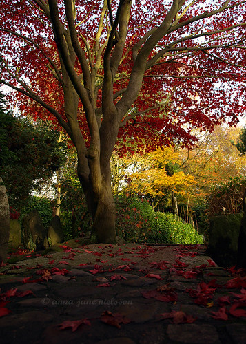 Japanese Maple | by .annajane