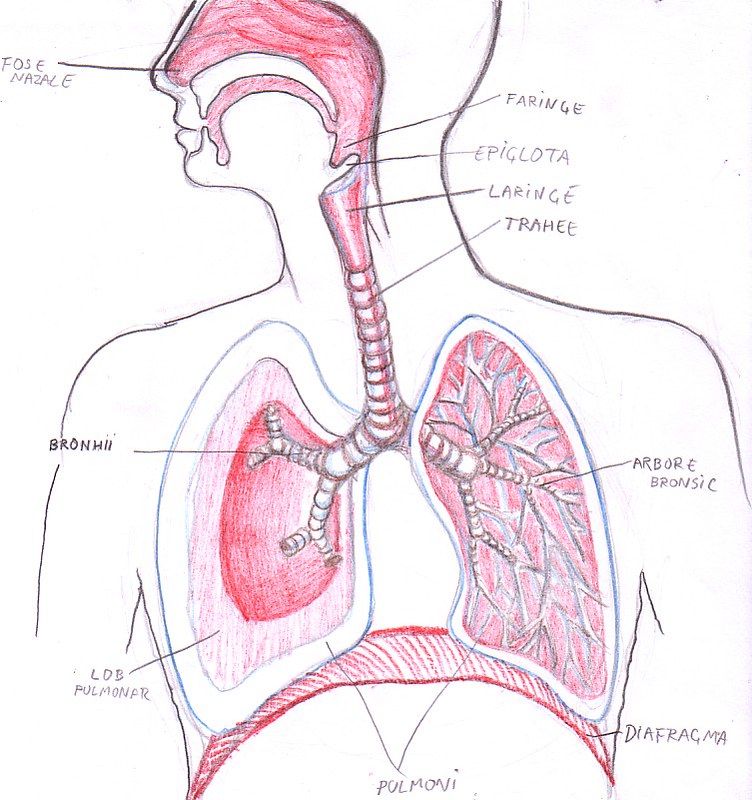 sistemul respirator un condilom în zona inghinală