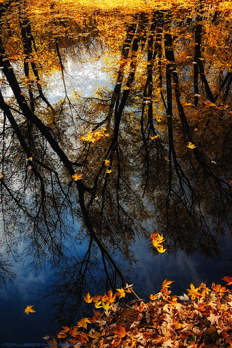 sunset tree water forest reflections river landscape virginia nikon fallcolor fallcolors loudouncounty tomlussier