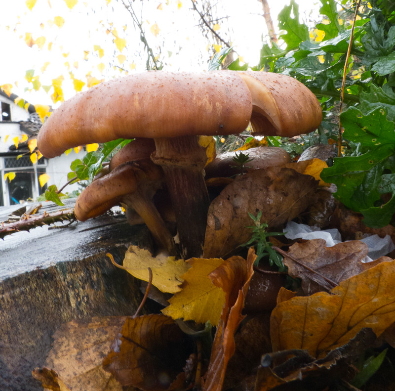 Honey fungus close-up