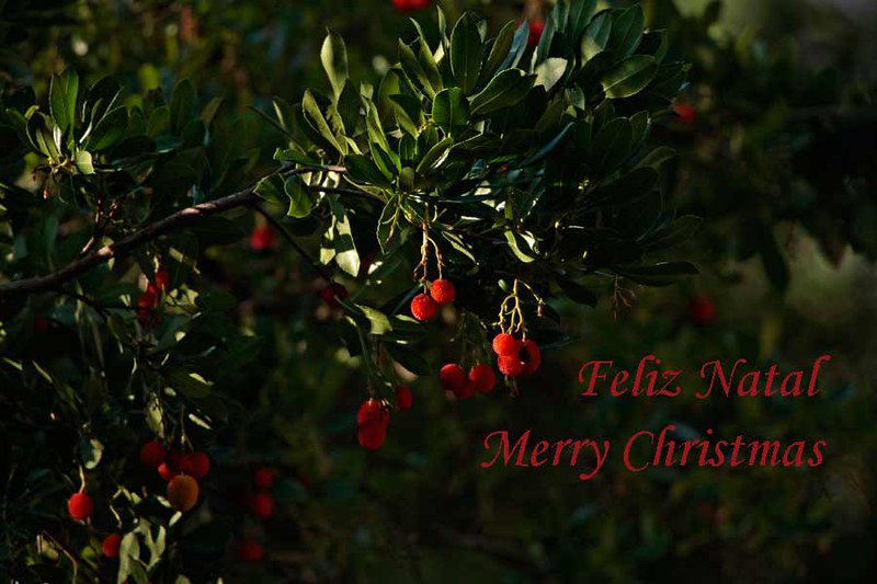 Desejo um Feliz Natal a todos os meus amigos. Merry Christ… | Flickr