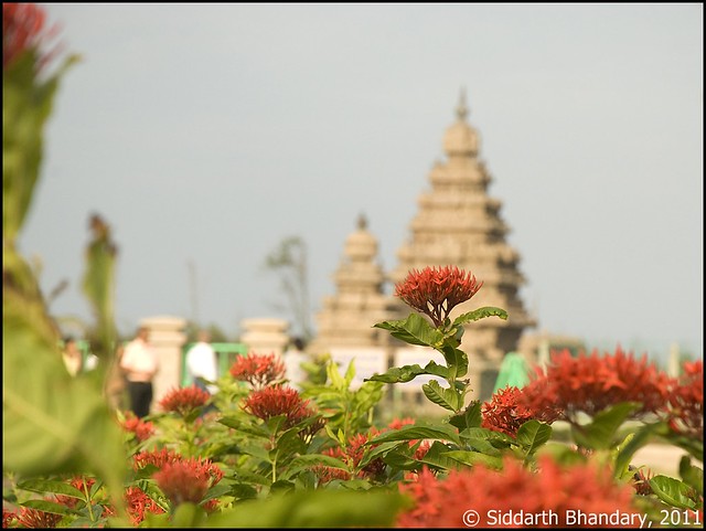 Flower and temple backdrop