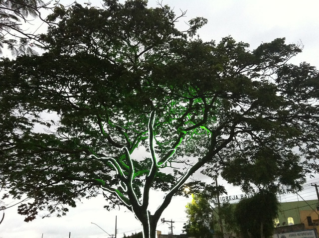 Árvore iluminada I